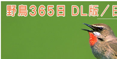 Ļ365 DLǡ᤯ɻ楫XGAFULL EDITION
