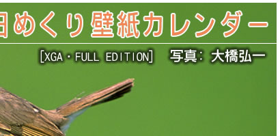 ̿綶