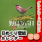 Ļ365 DLǡ᤯ɻ楫XGAFULL EDITION
