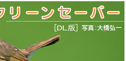 ̿綶